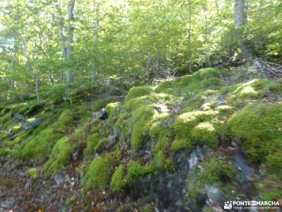 Tierras de Soria y Zaragoza - Parque Natural del Moncayo; el paular selva de oza adrada sierra magin